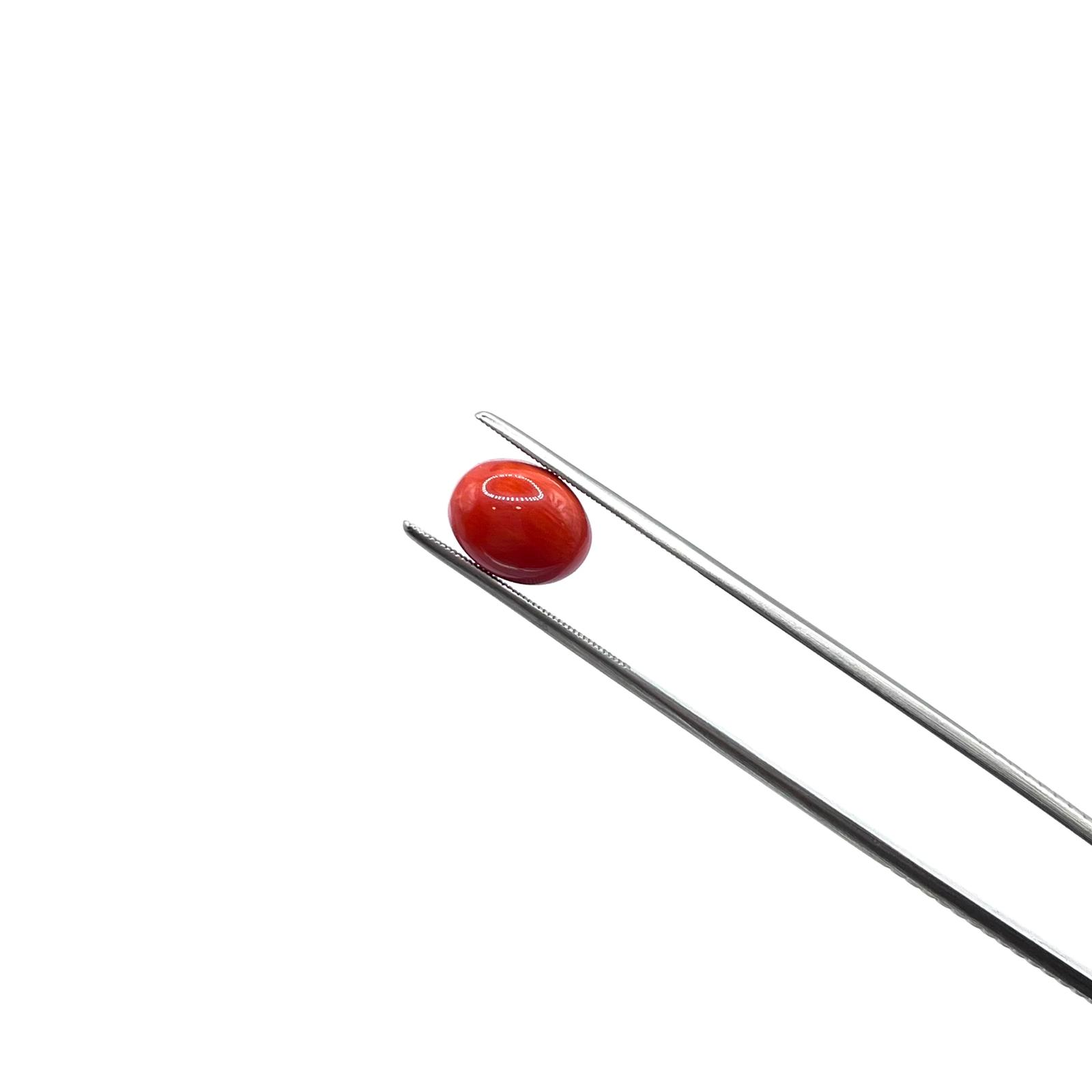 Cabochon cut natural red coral